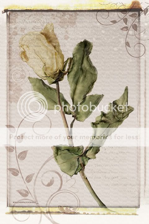 rose Pictures, Images and Photos