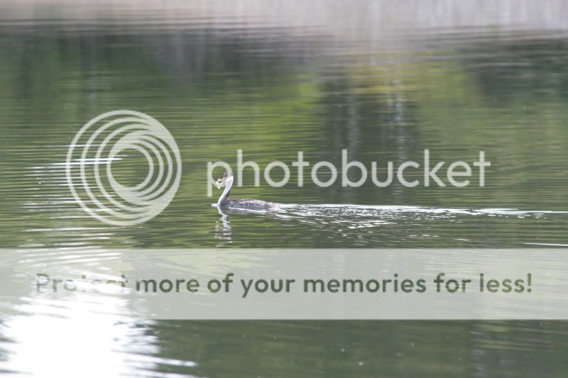 IMAGE: http://i619.photobucket.com/albums/tt276/oldbmxer66/IMG_1844.jpg