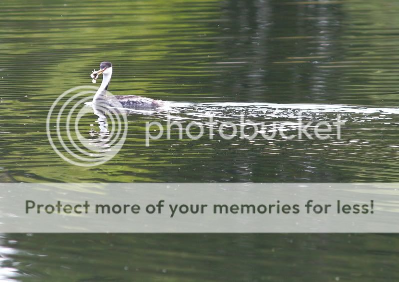 IMAGE: http://i619.photobucket.com/albums/tt276/oldbmxer66/loonwfish.jpg