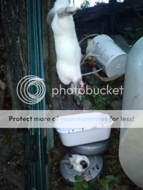 First butcher and eat - Rabbits